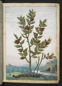 Ruscus aculeatus: roślina z czerwonymi jagodami, z „Obrazów flory państw rzymskich” autorstwa Gherardo Cibo, Add MS 22333, f023r, c.1564-84 (akwarela i gwasz na papierze)