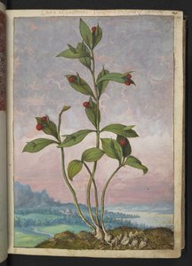 Ruscus hypoglossum: Roślina z czerwonymi jagodami, z „Obrazów flory państw rzymskich” autorstwa Gherardo Cibo, Add MS 22333, f024r, c.1564-84 (akwarela i gwasz na papierze)