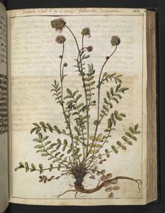 Sanguisorba minor, z „Obrazów flory stanów rzymskich” Gherardo Cibo, Add MS 22333, f102r, c.1564-84 (akwarela i gwasz na papierze) autorstwa Gherardo Cibo