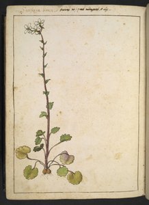 Saxifraga bianca, kwiat alpejski z białymi płatkami, z „Obrazów flory państw rzymskich” autorstwa Gherardo Cibo, Add MS 22333, f180v, c.1564-84 (akwarela i gwasz na papierze) autorstwa Gherardo Cibo
