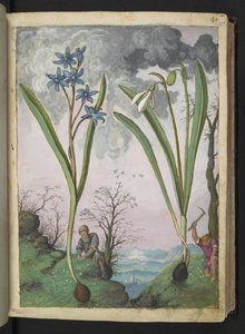 Scilla bifolia i Galanthus nivalis, z "Obrazów flory państw rzymskich" Gherardo Cibo, Add MS 22333, f035r, c.1564-84 (akwarela i gwasz na papierze)