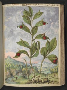 Streptopus amplexifolius (Skręcona łodyga), z „Obrazów flory stanów rzymskich” autorstwa Gherardo Cibo, Add MS 2233, f135r, c.1564-84 (akwarela i gwasz na papierze) autorstwa Gherardo Cibo