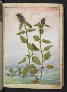 Symphytum bulbosum (żywokost bulwiasty), z „Obrazów flory stanów rzymskich” Gherardo Cibo, Add MS 22333, f031r, c.1564-84 (akwarela i gwasz na papierze) autorstwa Gherardo Cibo