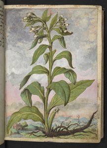 Symphytum officinale (żywokost), z „Obrazów flory państw rzymskich” Gherardo Cibo, Add MS 22333, f029r, c.1564-84 (akwarela i gwasz na papierze) autorstwa Gherardo Cibo