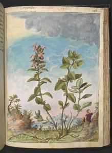 Teucrium chamaedrys (Wall Germander), z „Obrazy flory państw rzymskich” Gherardo Cibo, Add MS 22333, f159r, c.1564-84 (akwarela i gwasz na papierze) autorstwa Gherardo Cibo