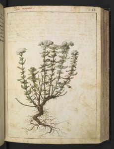 Teucrium montanum, z „Obrazów flory państw rzymskich” Gherardo Cibo, Add MS 22333, f068r, c.1564-84 (akwarela i gwasz na papierze) autorstwa Gherardo Cibo