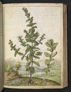 Teucrium scordium, z „Obrazów flory państw rzymskich” Gherardo Cibo, Add MS 22333, f105r, c.1564-84 (akwarela i gwasz na papierze) autorstwa Gherardo Cibo