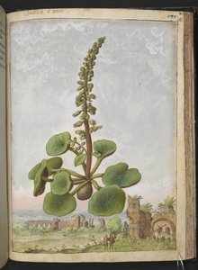 Umbilicus rupestris (Navelwort): Jadalna roślina kwitnąca, z „Obrazów flory stanów rzymskich” autorstwa Gherardo Cibo, Add MS 22333, f162r, c.1564-84 (akwarela i gwasz na papierze)