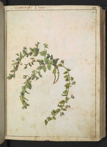 Veronica, z „Obrazy Flory Stanów Rzymskich” autorstwa Gherardo Cibo, Add MS 22333, f048r, c.1564-84 (akwarela i gwasz na papierze) autorstwa Gherardo Cibo