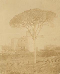 [Drzewo w formalnym ogrodzie na zewnątrz pałacu], lata 1860-70.