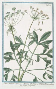 Ammi majus autorstwa Giorgio Bonelli