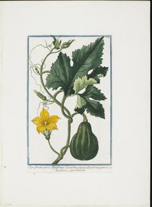 Nadruk roślinny, z Hortus Romanus, tom. I lub II, 1772-93 (grafika punktowana, gwasz ręcznie kolorowany) autorstwa Giorgio Bonelli