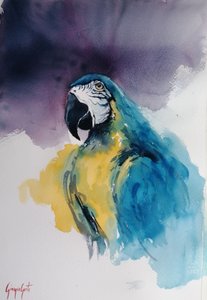 Ara niebiesko-żółta autorstwa Giorgio Gosti