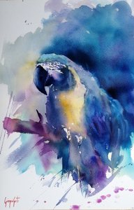 Żywa niebieska ara autorstwa Giorgio Gosti