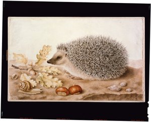 Jeż w pejzażu (kolor ciała na welinie) autorstwa Giovanna Garzoni