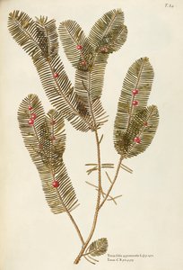 Cis pospolity (Taxus baccata), Taxaceae – Giovanni Antonio Bottione, akwarela autorstwa Giovanni Antonio Bottione
