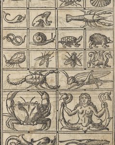 Przykład recammi, strona 11 recto, 1530. autorstwa Giovanni Antonio Tagliente