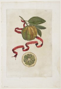 Aurantium Virgatum, z Hesperyd, 1646 autorstwa Giovanni Battista Ferrari