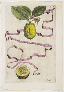 Idem Aurantium Limonis Effigle, z Hesperydy, 1646 autorstwa Giovanni Battista Ferrari