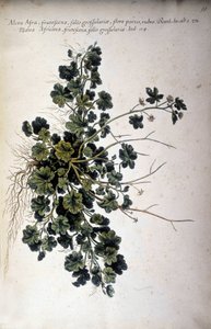 Alcea Afra – W „Praktycznej historii botanicznej, czyli nomenklaturze, opisie i zaletach roślin, które należą do wykorzystania Morza Śródziemnego…” Giovanniego Battisty Morandi (? - 1761) autorstwa Giovanni Battista Morandi