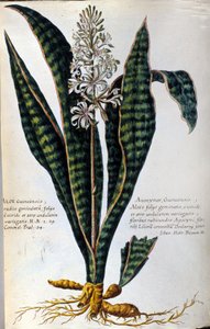 Aloes. Rośliny lecznicze. Grawerowanie - w "Praktycznej historii botanicznej, czyli nomenklaturze, opisie i zaletach roślin, które należą do zastosowania medycyny..." autorstwa Giovanni Battista Morandi