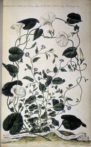 Deska botaniczna: Odmiany powoju. Odmiany Convolvulus (flora biała Convolvulus Indicus; Convolvulus Siculus). Giovanni Battista Morandi, Malowany ogród botaniczny czyli zbiór roślin..., tom I autorstwa Giovanni Battista Morandi