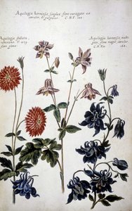 Tablica botaniczna: trzy rodzaje Ancolies (Aquilegia) - W ""Praktyczna historia botaniczna lub rośliny istotne dla użycia mediów, nazewnictwa, opisu i cnót..."" autorstwa Giovanniego Battisty Morandi (? - 1761) autorstwa Giovanni Battista Morandi