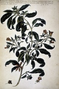 Wykres botaniczny: Belladona (Belladona Majoribus Folys) - W ""Praktyczna historia botaniczna, czyli rośliny istotne dla użycia mediów, nazewnictwa, opisu i cnót..."" autorstwa Giovanniego Battisty Morandi (? - 1761) autorstwa Giovanni Battista Morandi