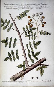 Opobalsamum (Oddział z seve) - W "" Praktyczna historia botaniczna, czyli rośliny istotne dla użycia mediów, nazewnictwa, opisu i cnót..."" Giovanniego Battisty Morandi (? - 1761) autorstwa Giovanni Battista Morandi