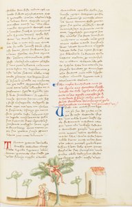 Dekameron, Zbieranie gruszek; Nicostratus maltretowany przez żonę, Siódmy dzień, opowiadanie 9. autorstwa Giovanni Boccaccio
