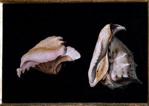Dwie muszle (Martwa natura z muszelkami) Obraz Filippo Napoletano (1587-1629) 1618 Dim 39x56 cm Florencja, palazzo Pitti