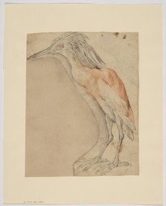 Czapla, recto (kreda na papierze) autorstwa Giovanni da Udine (after)