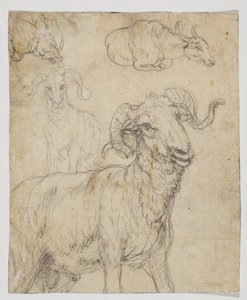 Baran i bawół, verso (rysunek kredą i akwarelą) autorstwa Giovanni da Udine (after)