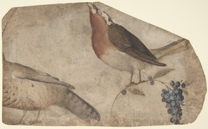 Winogrona jedzące ptaki prosto, Tigress verso, 1487-1564.