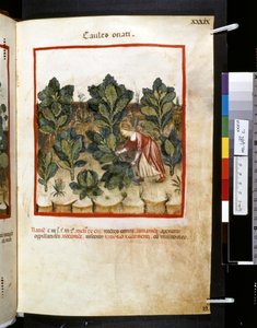 Theatrum sanitatis Ububchasyma de Baldach: "Caules Onati", pierwsza dekada XIV wieku (miniatura) autorstwa Giovannino de