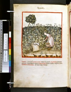 Theatrum sanitatis Ububchasyma de Baldach: "Faxioli", pierwsza dekada XIV wieku (miniatura)
