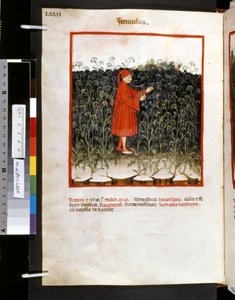Theatrum sanitatis Ububchasyma de Baldach: "Feniculus", pierwsza dekada XIV wieku (miniatura) autorstwa Giovannino de