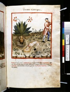 Theatrum sanitatis Ububchasyma de Baldach: "Fructus Mandragorae", pierwsza dekada XIV wieku (miniatura)