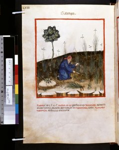 Theatrum sanitatis Ububchasyma de Baldacha: "Galenga", pierwsza dekada XIV wieku (miniatura) autorstwa Giovannino de