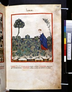 Theatrum sanitatis Ububchasyma de Baldach: "Lactuce", pierwsza dekada XIV wieku (miniatura)