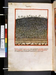 Theatrum sanitatis Ububchasyma de Baldach: "Lupini", pierwsza dekada XIV wieku (miniatura) autorstwa Giovannino de