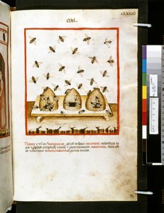 Theatrum sanitatis Ububchasyma de Baldach: "Mel", pierwsza dekada XIV wieku (miniatura) autorstwa Giovannino de