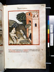 Theatrum sanitatis Ububchasyma de Baldach: "Panis Azimus", pierwsza dekada XIV wieku (miniatura) autorstwa Giovannino de