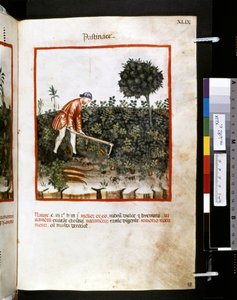 Theatrum sanitatis Ububchasyma de Baldach: "Pastinace", pierwsza dekada XIV wieku (miniatura)