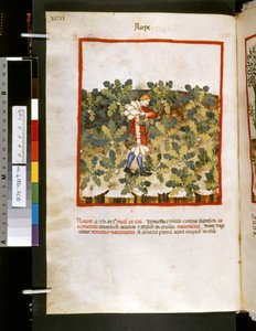 Theatrum sanitatis Ububchasyma de Baldach: "Gwałt", pierwsza dekada XIV wieku (miniatura)