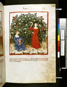 Theatrum sanitatis Ububchasyma de Baldach: "Roxe", pierwsza dekada XIV wieku (miniatura)