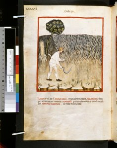 Theatrum sanitatis Ububchasyma de Baldach: "Siligo", pierwsza dekada XIV wieku (miniatura) autorstwa Giovannino de