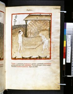 Theatrum sanitatis Ububchasyma de Baldach: "Spelta", pierwsza dekada XIV wieku (miniatura) autorstwa Giovannino de