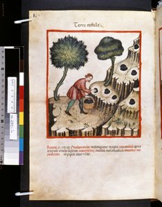 Theatrum sanitatis Ububchasyma de Baldach: "Terra Tufule", pierwsza dekada XIV wieku (miniatura) autorstwa Giovannino de