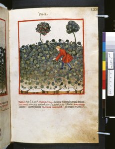 Theatrum sanitatis Ububchasyma de Baldach: "Viole", pierwsza dekada XIV wieku (miniatura) autorstwa Giovannino de